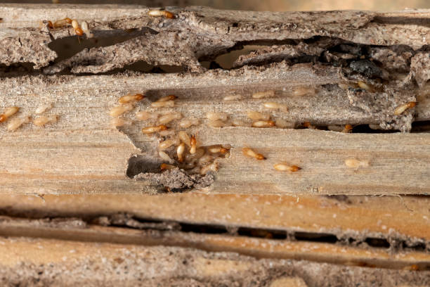 Best Best Pest Control Companies  in Dallas, TX