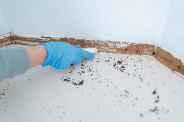 Best Ant Control Services  in Dallas, TX